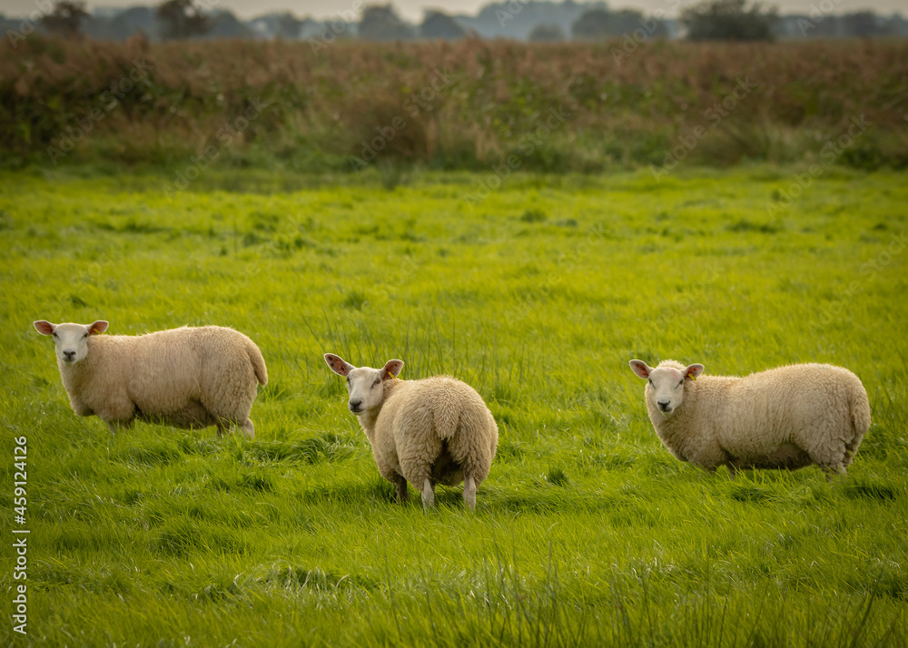 Sheep on Pasture Sheep on Pasture