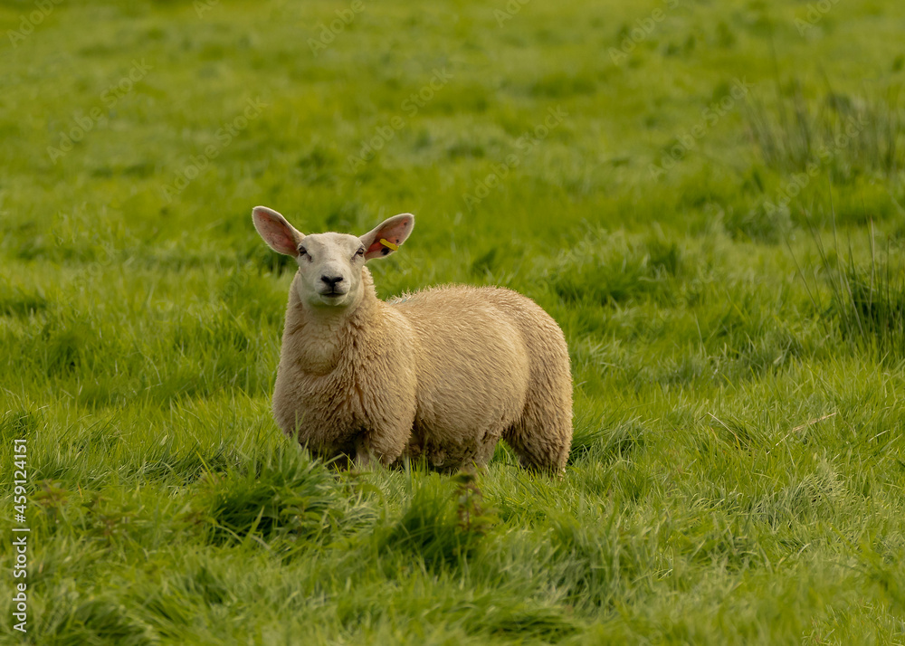 Fototapeta premium Sheep on Pasture