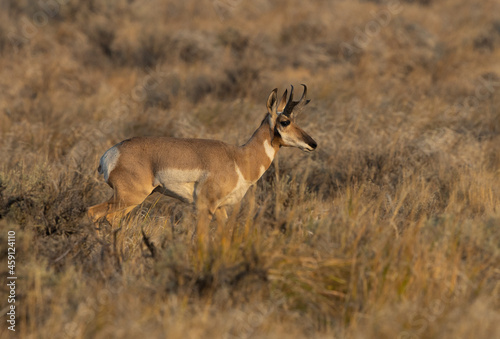 pronghorn, antelope