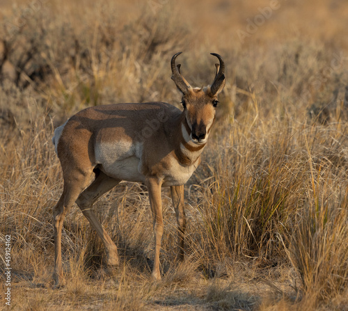 pronghorn  antelope