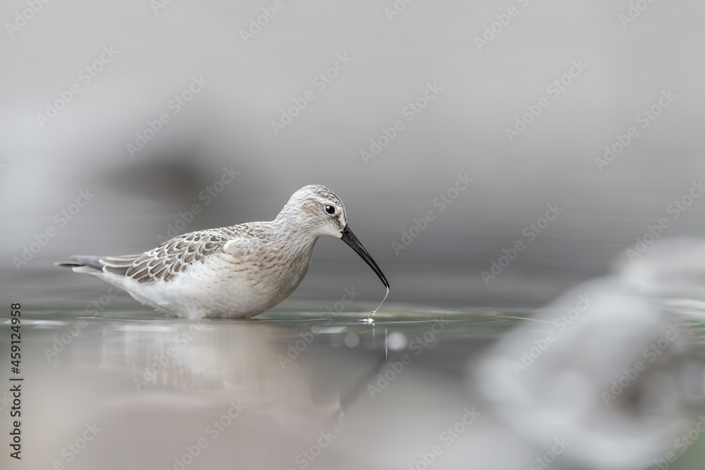 Obraz premium Amazing portrait of Curlew sandpiper in summer season (Calidris ferruginea)