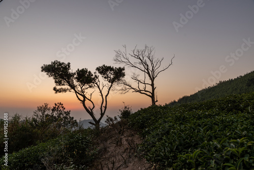 The golden sky at dusk and the silhouette of black trees on the mountains