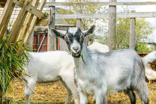 Fototapeta Naklejka Na Ścianę i Meble -  Modern animal livestock. Cute goat relaxing in yard on farm in summer day. Domestic goats grazing in pasture and chewing, countryside background. Goat in natural eco farm growing to give milk cheese