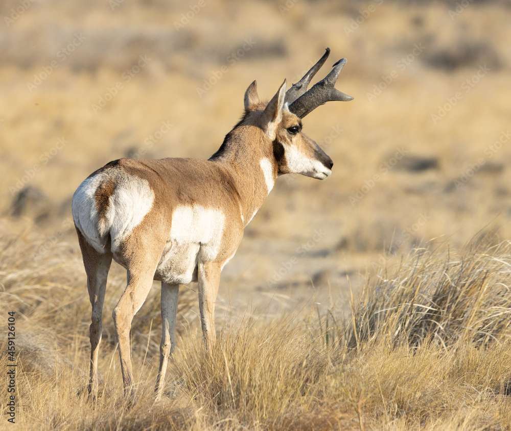 pronghorn, antelope, bucks