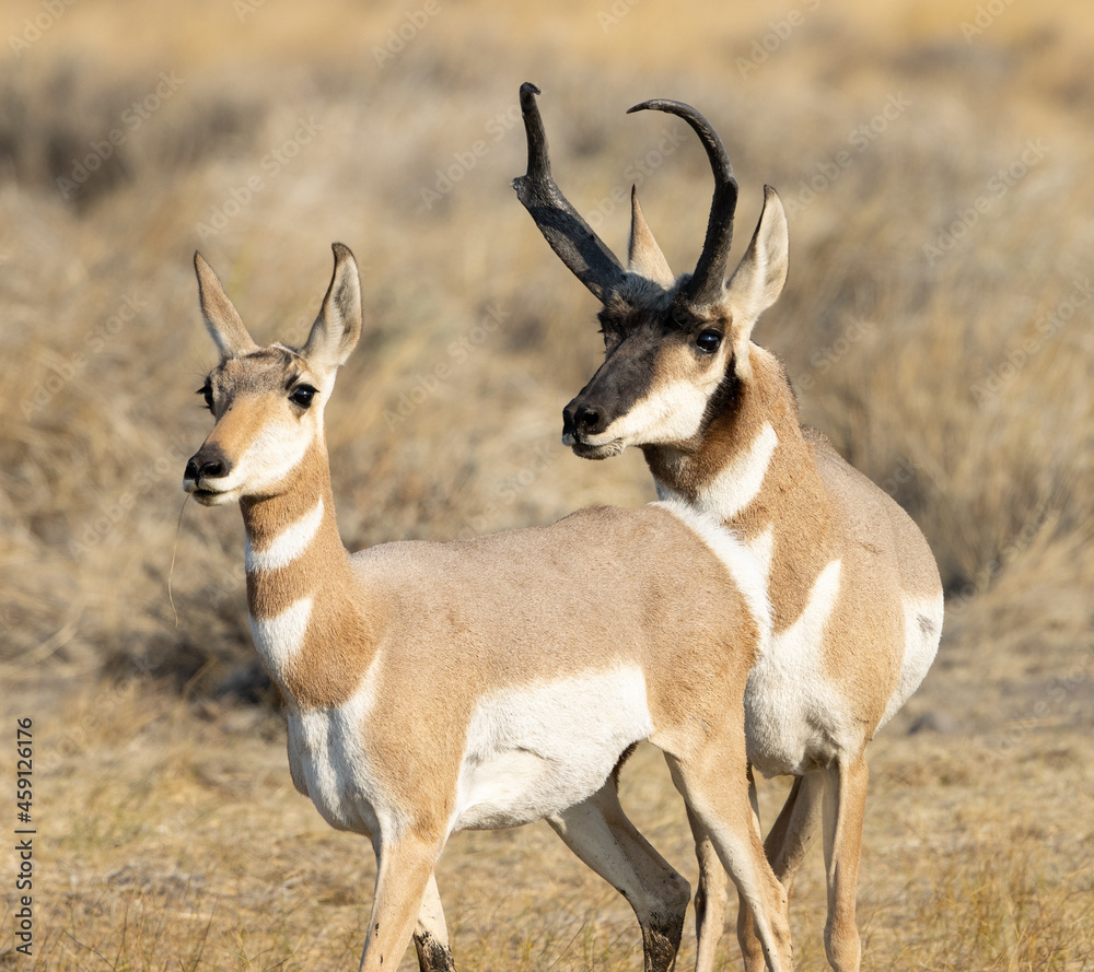 pronghorn, antelope, bucks