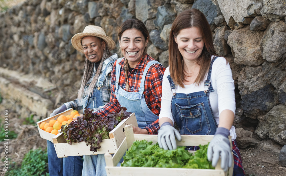 Obraz premium Agriculture senior women sitting after gardening holding wood box with fresh fruits and vegetable - Mature multiracial female friendship