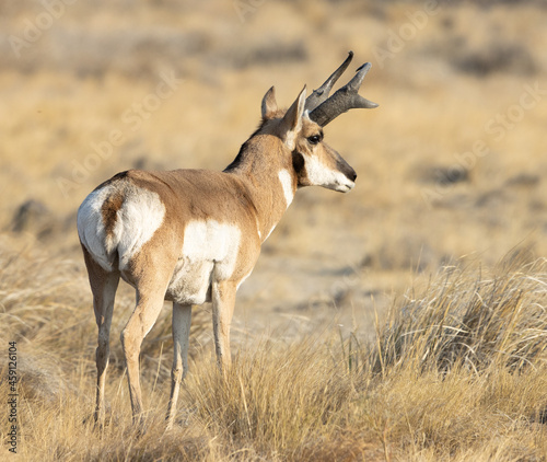 Obraz na płótnie pronghorn, antelope, bucks w salonie