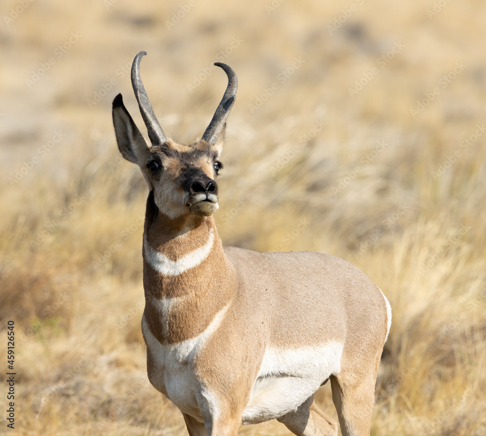 pronghorn, antelope, bucks
