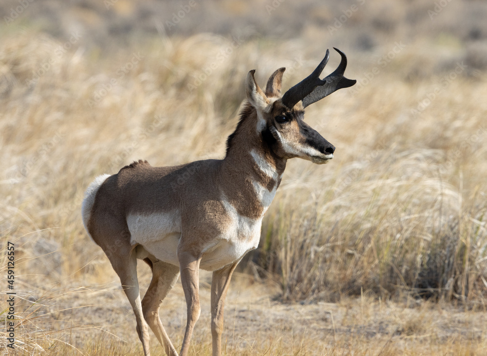 pronghorn, antelope, bucks