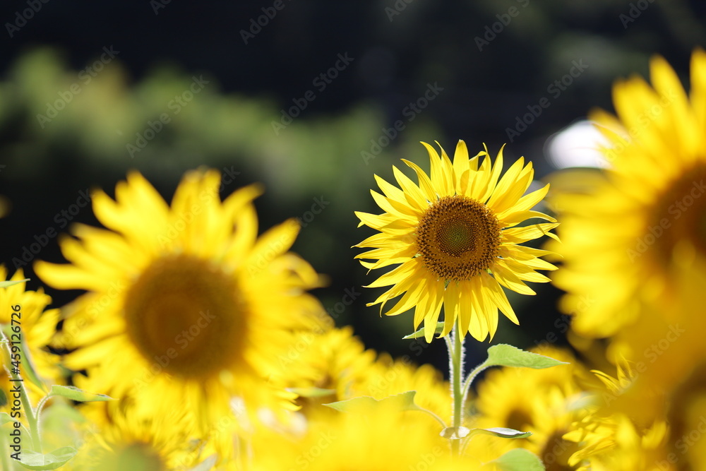 Fototapeta premium field of sunflowers