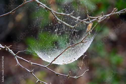 Close-up view of water drops caught in a spider web after a morning rain