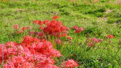 秋晴れ　棚田の彼岸花
Autumn sunny day terraced cluster amaryllis
日本2021年秋撮影(番所の棚田)
Photographed in autumn 2021 in Japan (Bansho Rice Terraces)
(九州・熊本県山鹿市菊鹿町)
(Kikuka Town, Yamaga City, Kumamoto ,Kyushu) photo