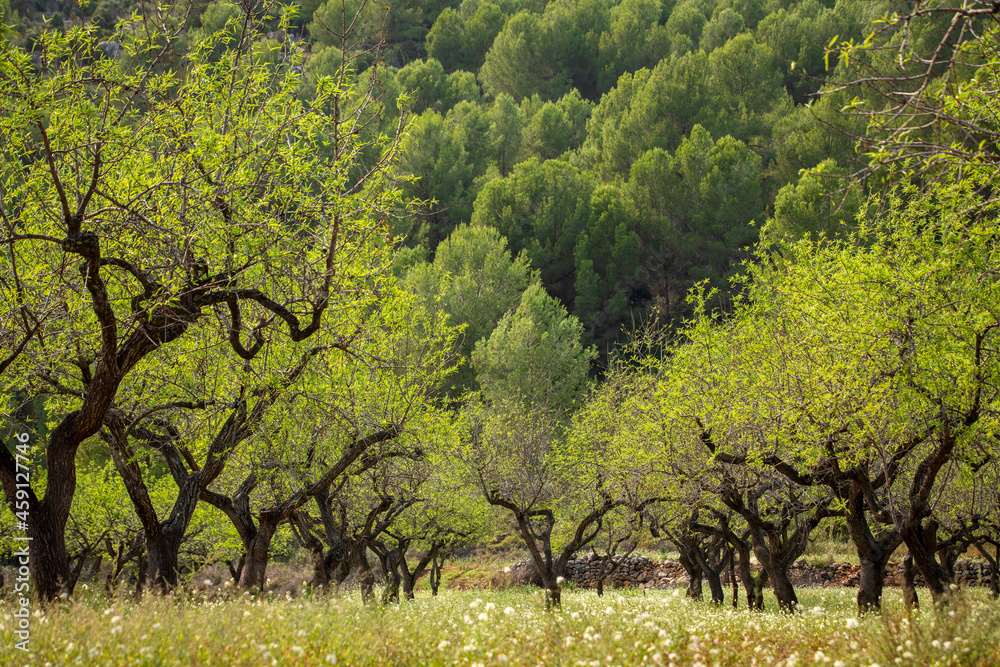 Olive Trees in Spain