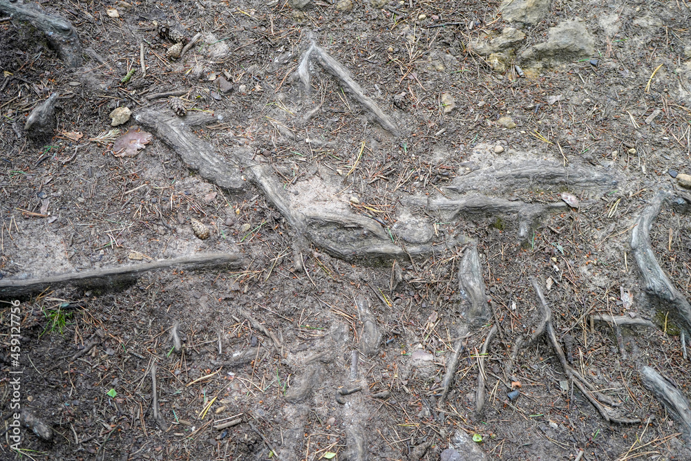 Close up of exposed roots on the forest floor Close up of exposed roots on the forest floor