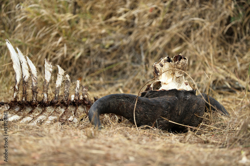 Photos Buffalo Carcass in Kruger National Park