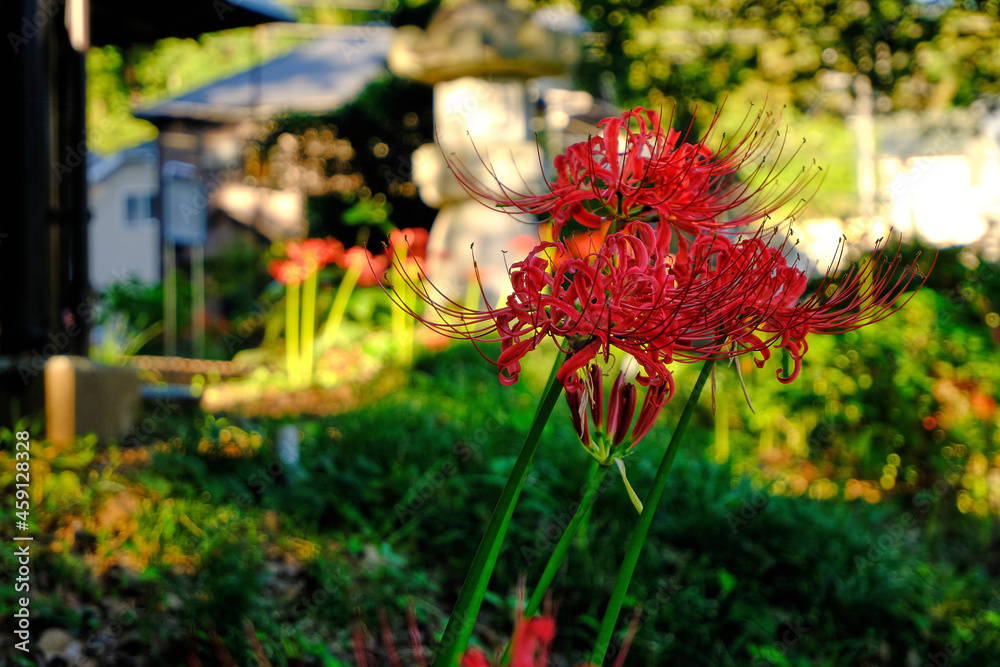 彼岸花と秋の風景	