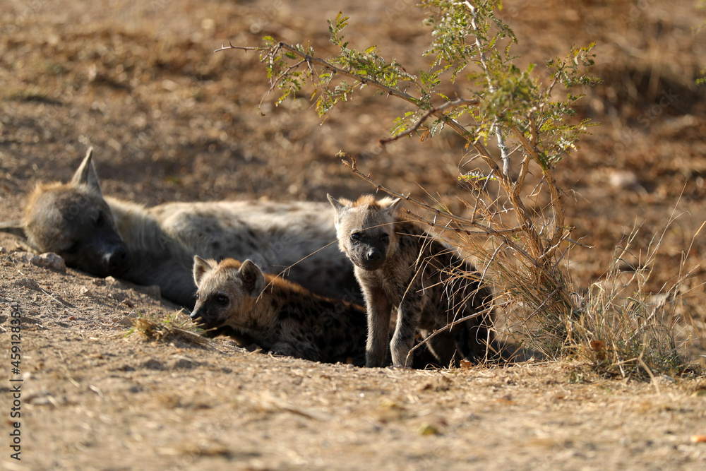 Hyena in Kruger National Park