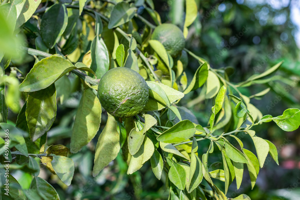 Green orange fruit growing in the home garden close up Green orange fruit growing in the home garden close up
