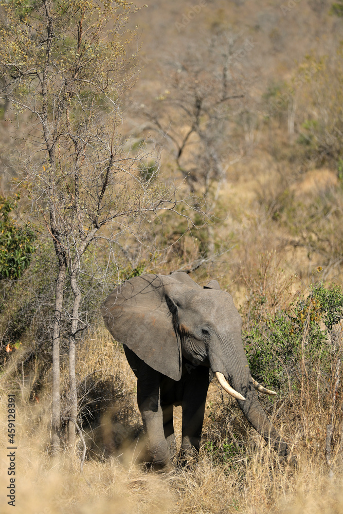 Obraz premium Elephant in Kruger National Park
