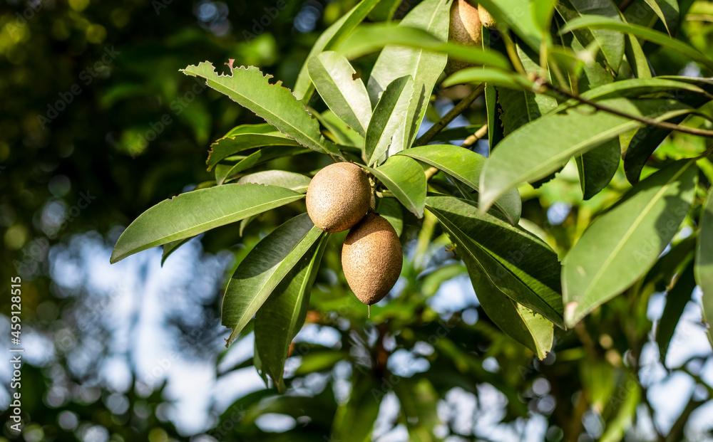 Sapodilla fruit close up shot in the garden under the bright sunlight Sapodilla fruit close up shot in the garden under the bright sunlight