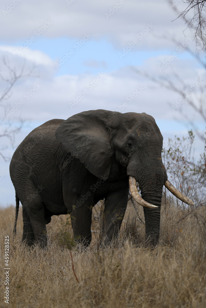 Fototapeta premium Elephant in Kruger National Park