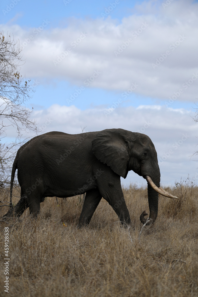 Fototapeta premium Elephant in Kruger National Park