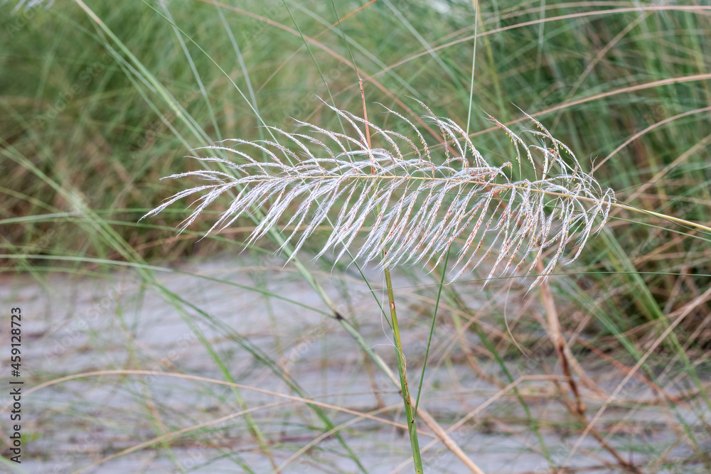 Close up view of a wild stipa feather flower in the jungle on a sand land Close up view of a wild stipa feather flower in the jungle on a sand land