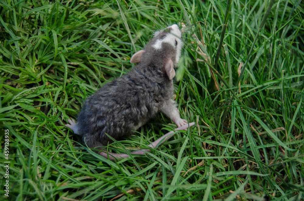 Obraz premium Rat in the grass