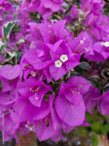 pink and purple bouganvillea