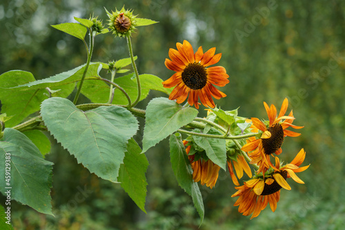 Bright and large sunflower flowers in the garden