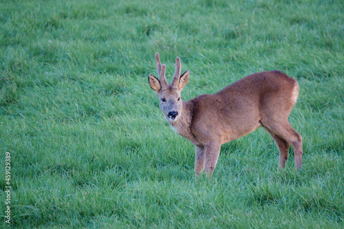a wild roe deer  Capreolus capreolus  on Salisbury Plain chalklands Wiltshire UK