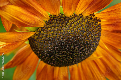 Petals and stamens of an orange sunflower close-up