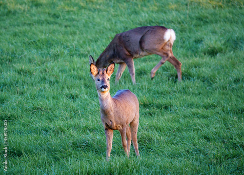 two wild roe deer (Capreolus capreolus) on Salisbury Plain chalklands Wiltshire UK photo