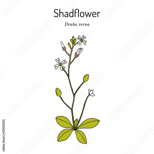 Shadflower or vernal whitlow grass Draba verna , medicinal plant