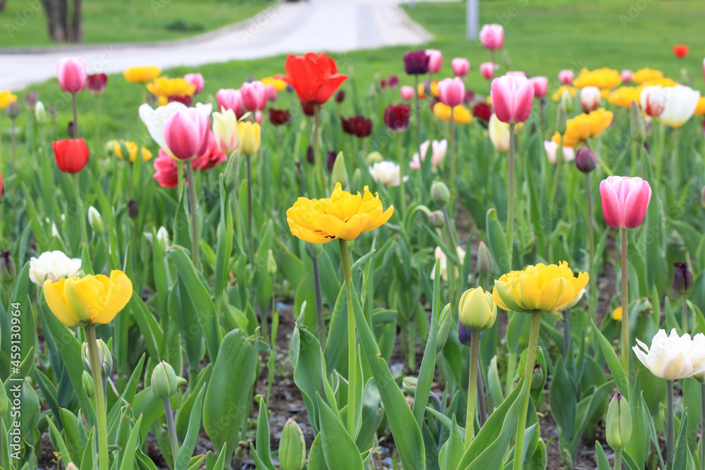 Colorful tulips on park street. Landscaping of a private house territory.