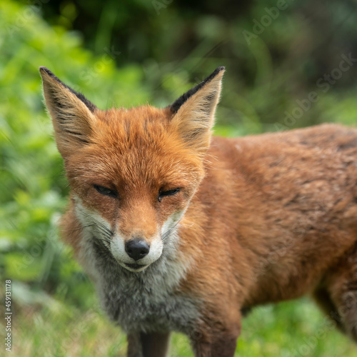 Stunning close up portrait of red fox Vulpes Vulpes with colorful background