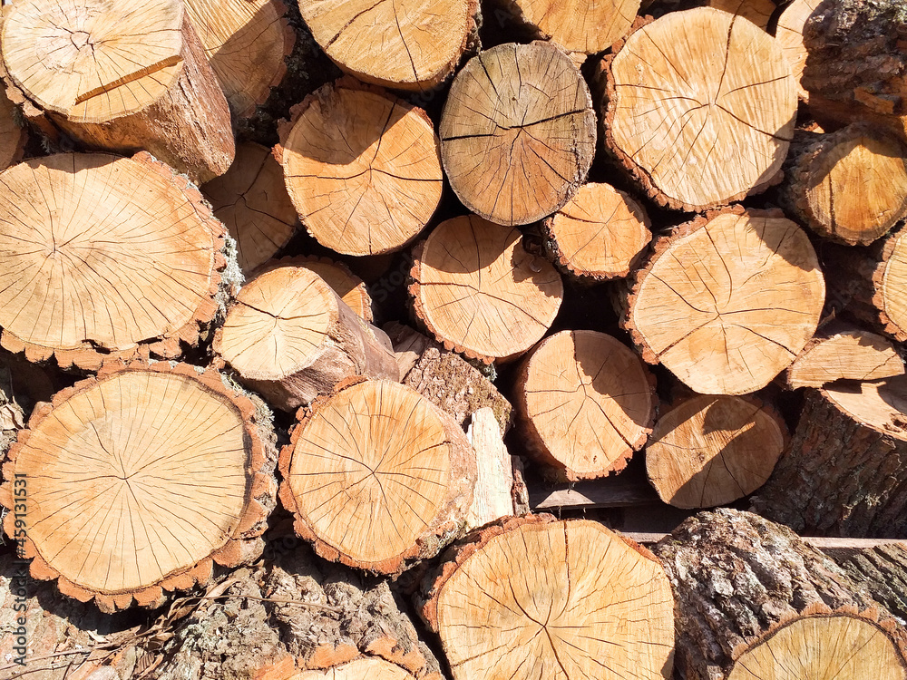 Cross section of tree trunks background. Cutting tree trunks for interior decoration, background. Preparation of firewood for the winter for heating the house. Cross section of tree trunks background. Cutting tree trunks for interior decoration, background. Preparation of firewood for the winter for heating the house.