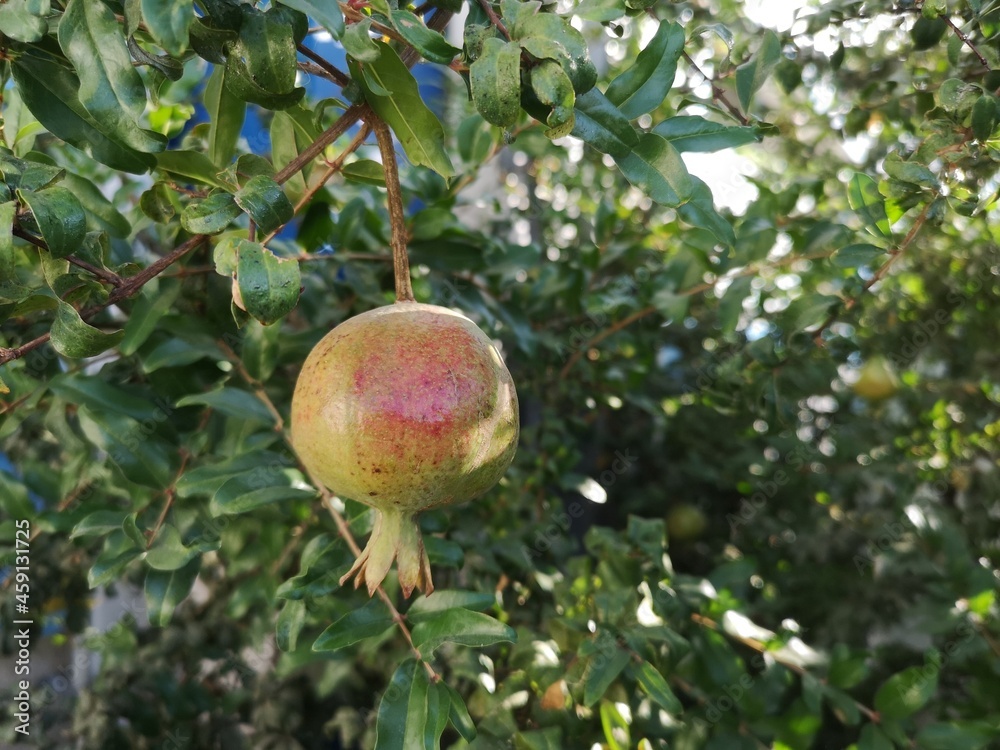 Pomegranate fruits were on the tree Pomegranate fruits were on the tree