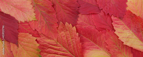 Red fallen autumn leaves as  floral pattern or wallpaper.