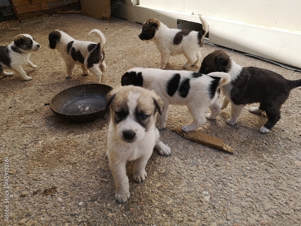 puppies were at breed area at mediterrean region puppies were at breed area at mediterrean region