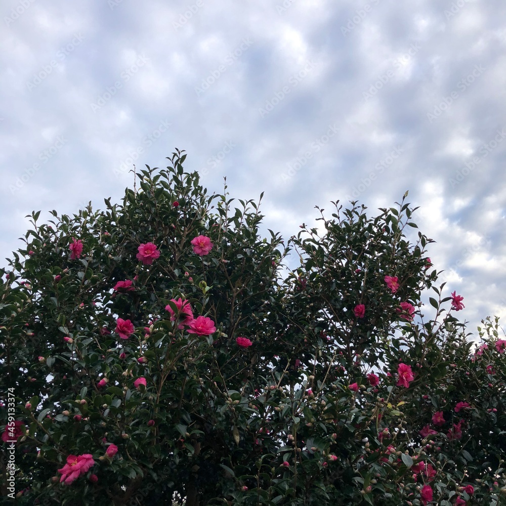 red flowers against the sky red flowers against the sky