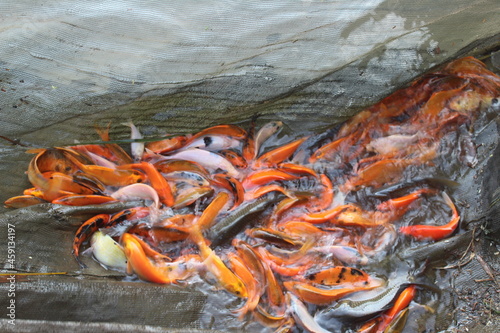 Majalengka Indonesia September 25, 2021, the goldfish pond looks cloudy and the fish looks fresh