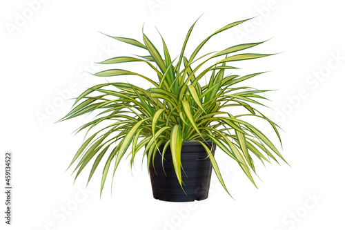 Pandanus sanderi Sander ex M.T. Mast, White striped Pandanus or Screw pine growing in black plastic pot isolated on white background included clipping path. photo