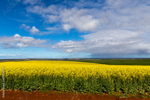 Bright yellow canola fields in full bloom with a blue sky and some white clouds