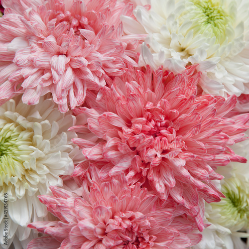 Pink peony close-up. Beautiful flower with many petals.
