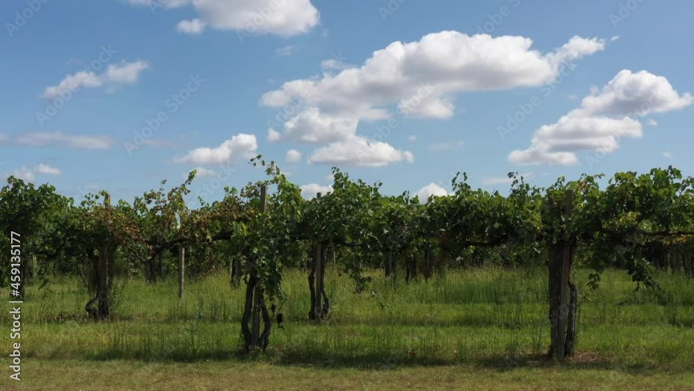 Horizontal flight along the vineyards against the background of a blue sky with clouds. Italian vineyards before harvest. Famous old vineyards in Italy. Horizontal flight along the vineyards against the background of a blue sky with clouds. Italian vineyards before harvest. Famous old vineyards in Italy.