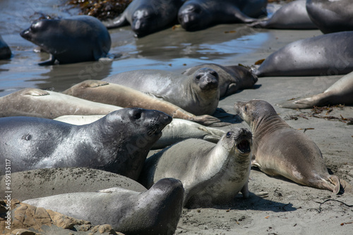 Sea Elephant Seals on a California, San Simeon Reserve Beach, Hauled-Out to prepare for the mating Season on Highway 1 Pacific Coast Highway