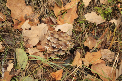 nature of the autumn forest