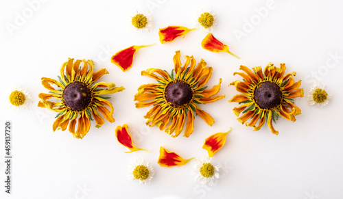 Marigold petals, yellow rudbeckia hirta flowers and daisies, laid out in a pattern on a white background. photo