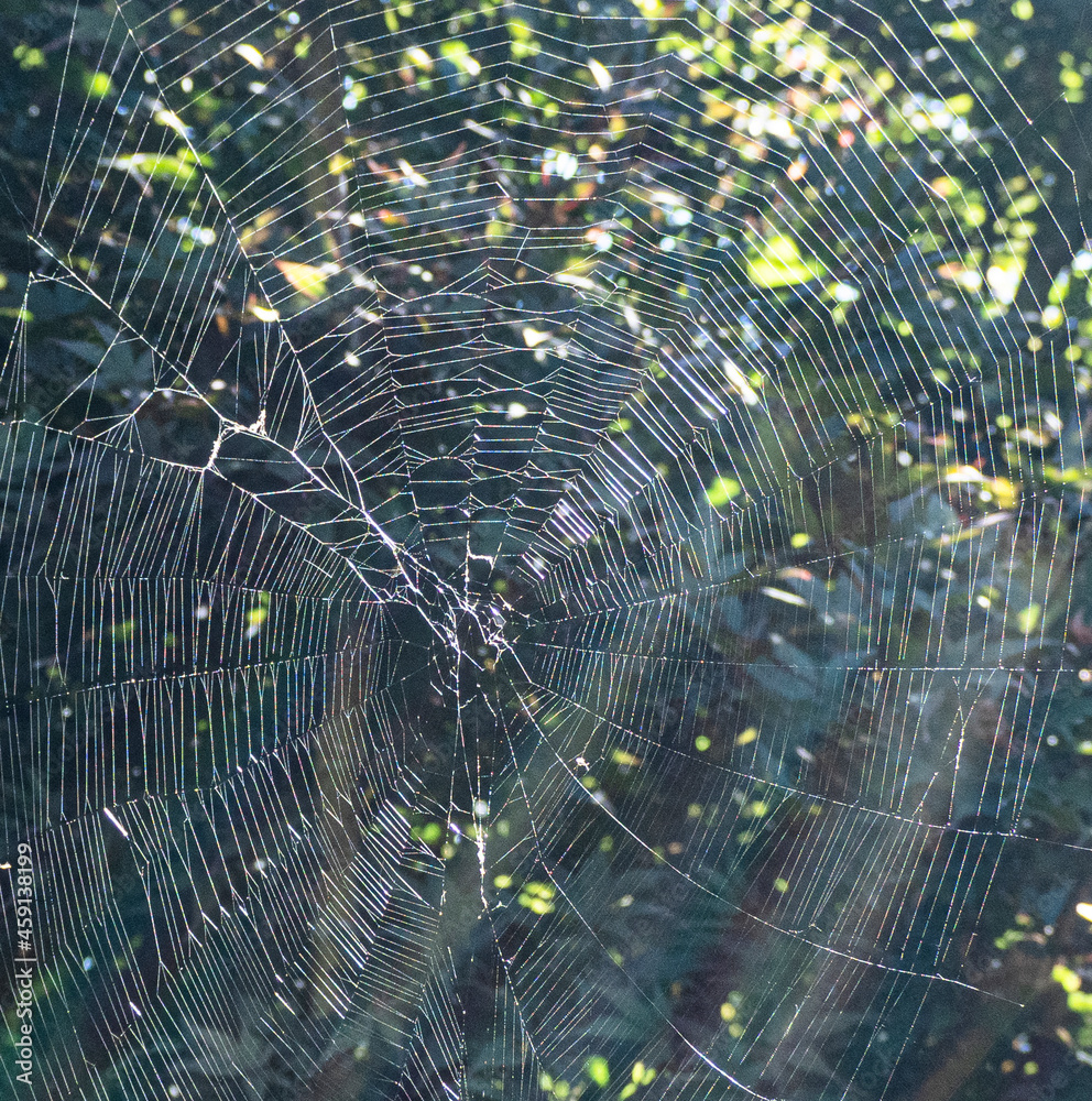 Close Up of Giant Spider Web Stock Photo | Adobe Stock